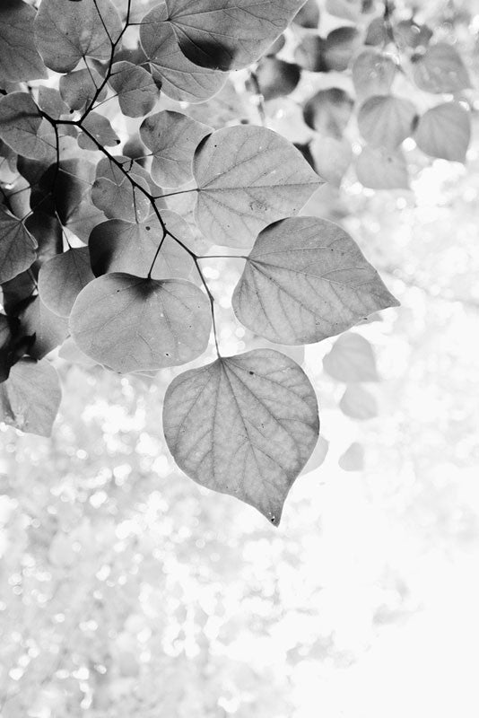 Black and white photograph looking up into fresh spring leaves on a beautiful sunny day.