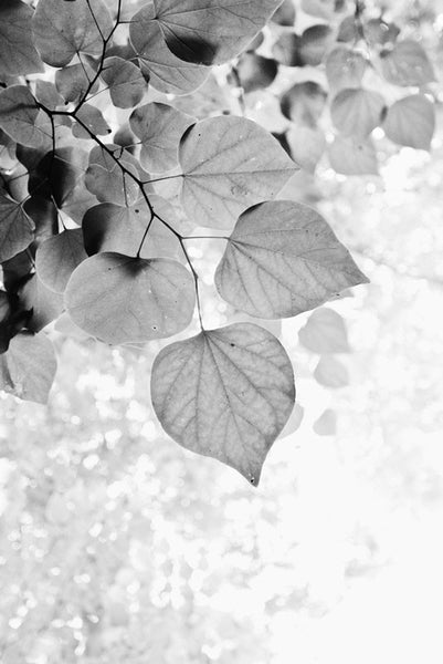 Black and white photograph looking up into fresh spring leaves on a beautiful sunny day.