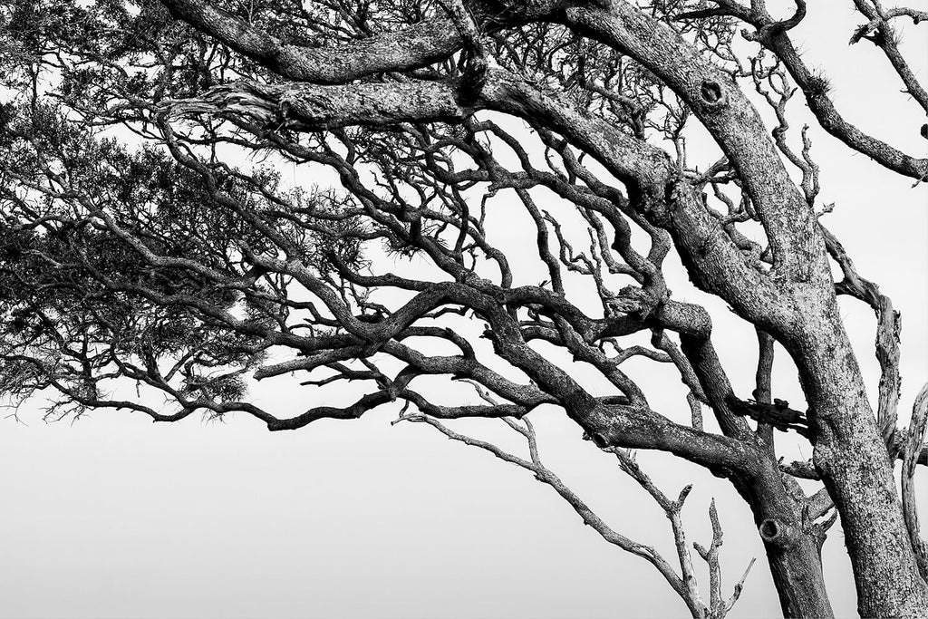 Black and white landscape photograph of windblown beach trees bent by years of ocean breeze.
