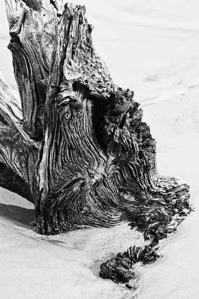 Black and white photograph of the woodgrain on a weathered old tree stump in the beach at Jekyll Island, Georgia.