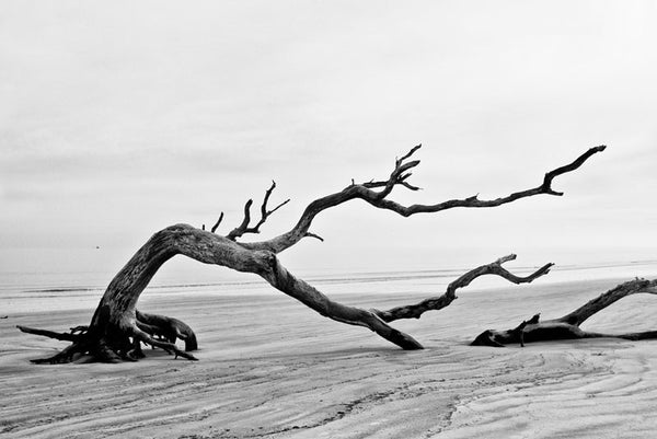 Driftwood Beach is a long, surreal stretch of beach on Jekyll Island, Georgia, that's strewn with dozens of skeletal fallen trees and pieces of driftwood. This photograph shows a bent tree, stooped to lie on the beach at low tide. On the left, a fishing boat can be seen small on the horizon.