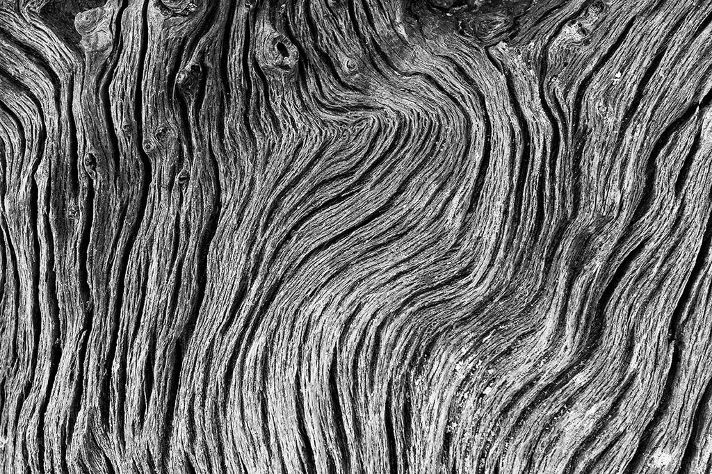 Black and white close-up photograph of the intricate wavy woodgrain patterns in a piece of driftwood found on a beach.