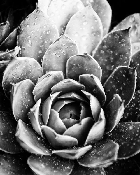 Black and white photograph or rain drops on a succulent.