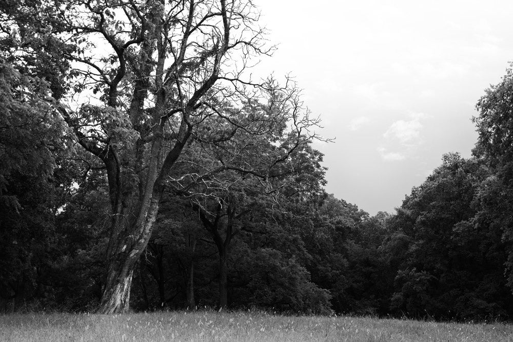 Black and white photograph of the wooded landscape at the Chickamauga Battlefield, in Georgia, not far from Chattanooga, Tennessee.