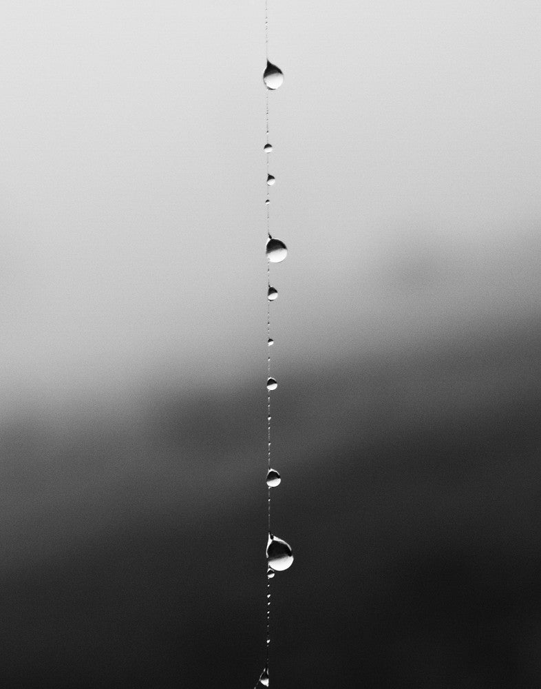 Black and white photograph of dew drops running down a single strand of spider web.