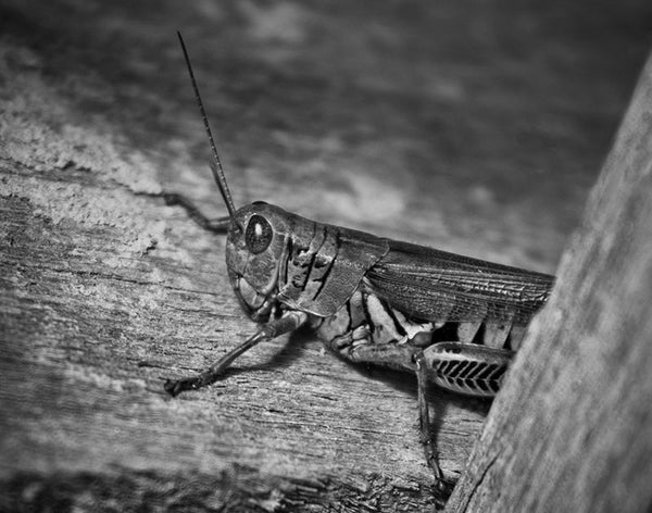 Black and white photograph of a grasshopper peeking from behind a board in a country barn.