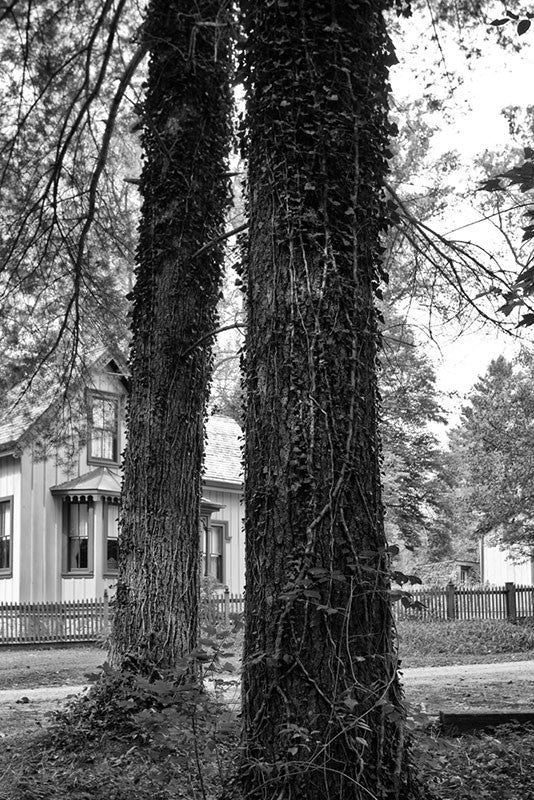 Black and white landscape photograph of two tall trees in Rugby, Tennessee, which was founded in East Tennessee in the 1800s by English immigrants. The town features numerous historic English-style houses and other structures.