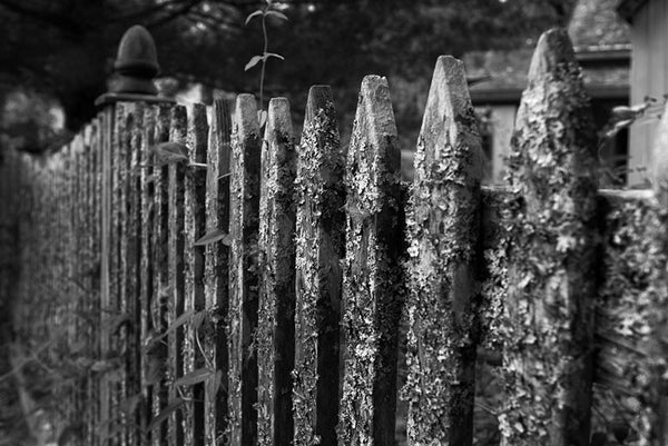 Black and white landscape photograph of a mouldering picket fence in leafy Rugby, Tennessee, which was founded in East Tennessee in the 1800s by English immigrants. The town features numerous historic English-style houses and other structures.