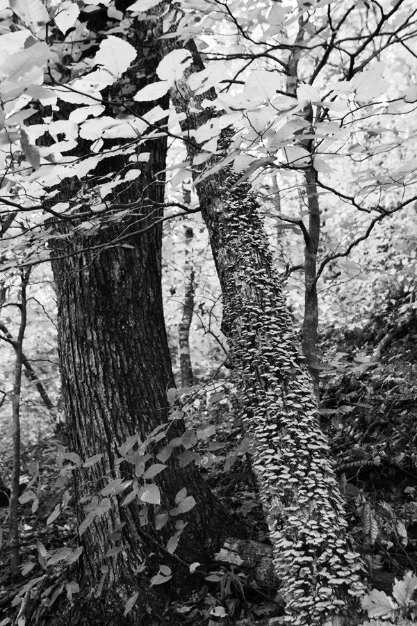 Black and white landscape photograph of a leaning tree in the woods, covered with bracket fungus.