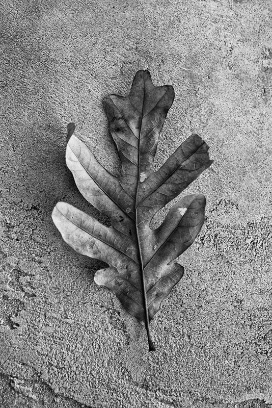 Black and white detailed photograph of an oak leaf.