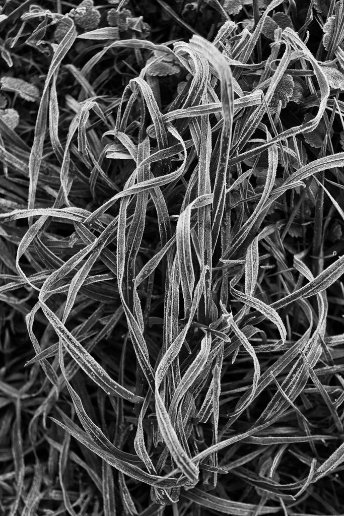 Black and white photograph of blades of grass coated in frosty morning dew.