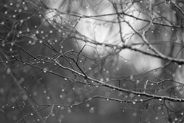 Black and white landscape photograph of sparkling raindrops on barren winter tree branches, creating a magical, romantic mood. 