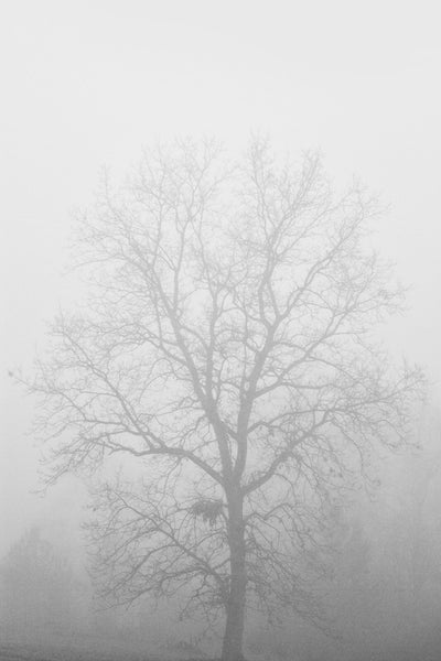 Black and white photograph of the barren branches of hickory tree in winter cloaked in a dense morning fog.