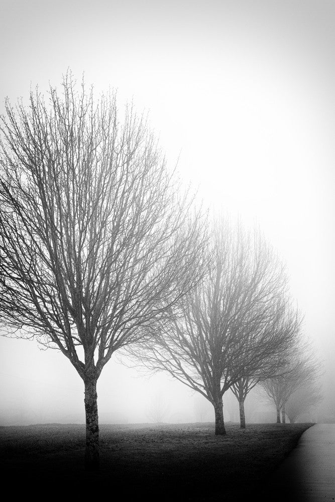 Black and white photograph of trees fading into a fog.
