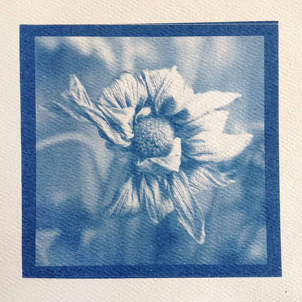 This is a unique one-of-a-kind handmade cyanotype print of a drying dead flower blossom, printed on acid-free rough watercolor paper.