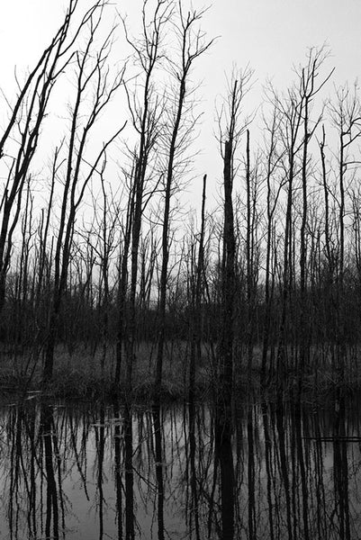 Dark and gloomy black and white winter landscape photograph of barren trees growing along the edge of a pond.