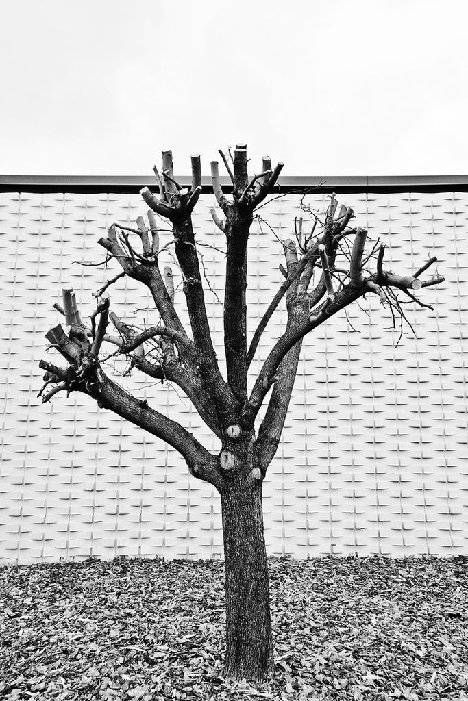 Black and white photograph of a pruned tree in front of a vintage building with a unique wall pattern in Nashville, Tennessee.