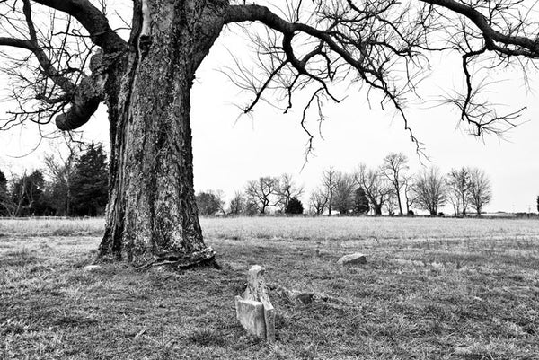 Black and white landscape photograph of a big old cemetery tree covered arching over a broken gravestone on the historic McFadden farm. 