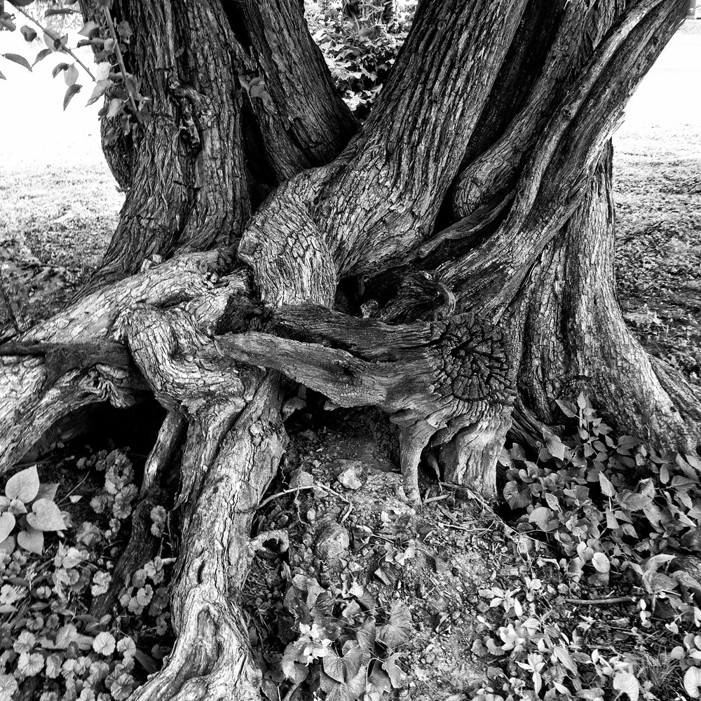 Black and white Instagram photograph of a beautifully twisted, gnarly, old tree that wears its age and the struggles of its existence proudly. This aged tree is a survivor.