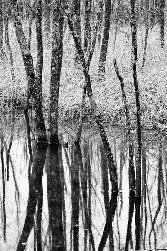 Black and white landscape photograph of barren trees reflecting in a wetland in winter.