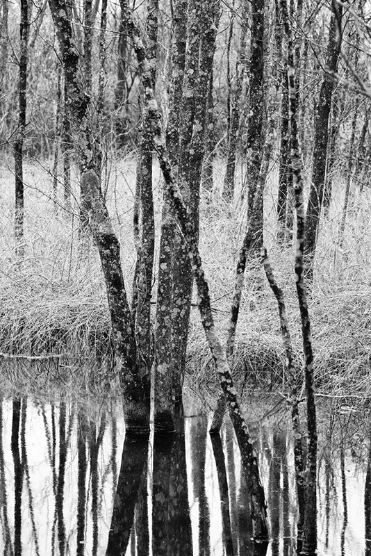Winter Trees Reflecting in Water Landscape Photograph (IMG_9184)