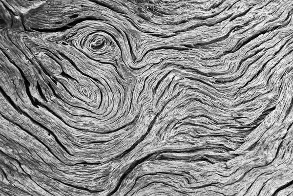Black and white photograph of rhythmic patterns in a piece of weathered driftwood on Jekyll Island, Georgia.