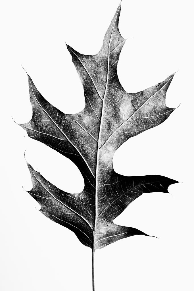 Black and white photograph of a freshly fallen oak leaf shot against a simple white background.