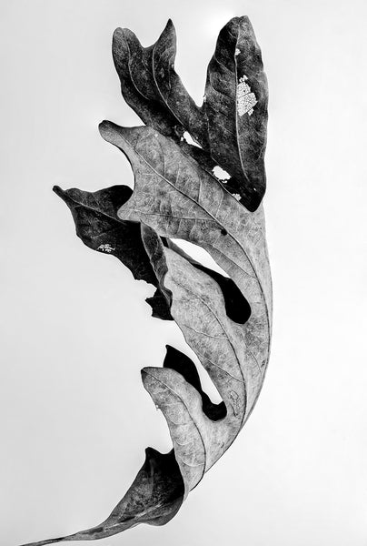 Black and white photograph of a curled and textured autumn leaf