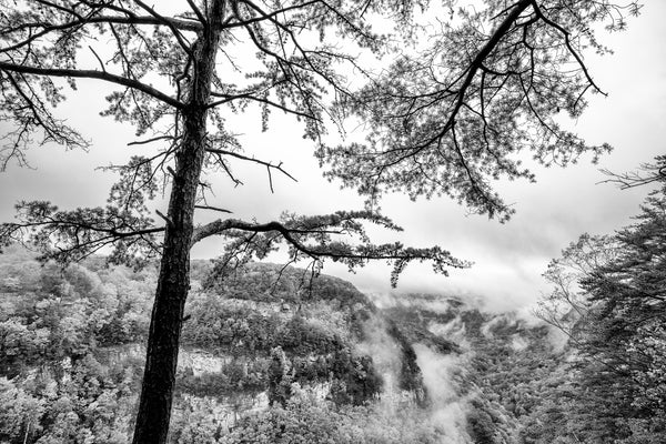 Black and white landscape photograph of morning fog creeping along the hollows and valleys of Cloudland Canyon in Northern Georgia.