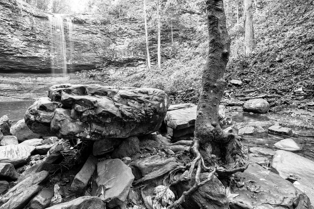 Black and white landscape photograph of meandering tree roots and big rocks below the waterfalls at Cloudland Canyon.