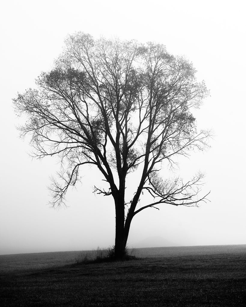 Black and white landscape photograph of a lone tree in an open pasture cloaked my a dense morning fog.