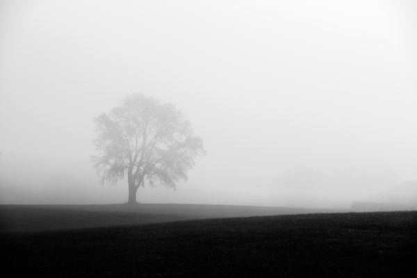 Black and white minimalist landscape photograph of a lone tree in an open field cloaked by dense morning fog.