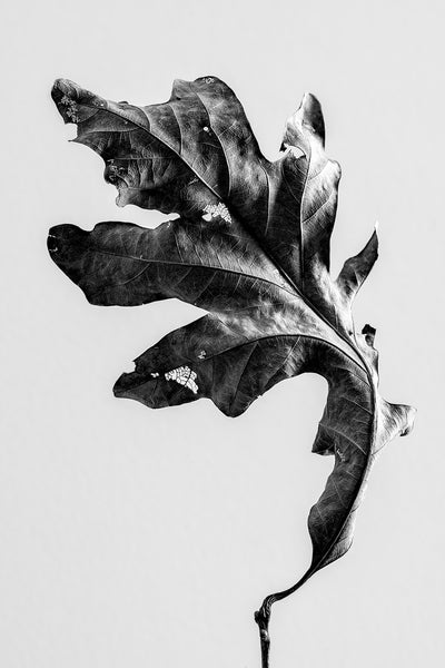 Black and white photograph of an old decaying oak leaf still attached to a branch shot against a simple white background.
