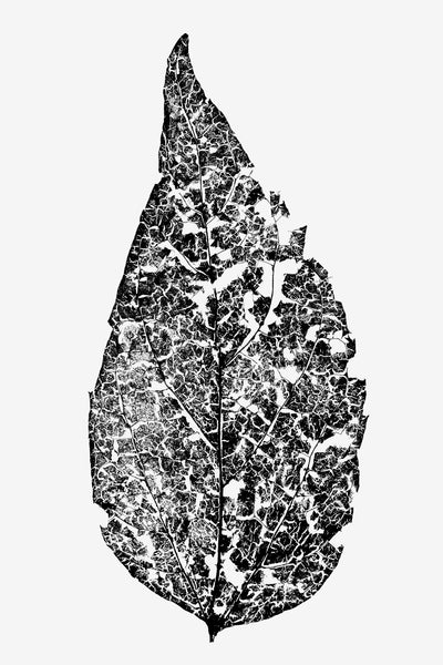 Black and white macro photograph of a fragmented leaf skeleton shot in great detail against a lighted white background.