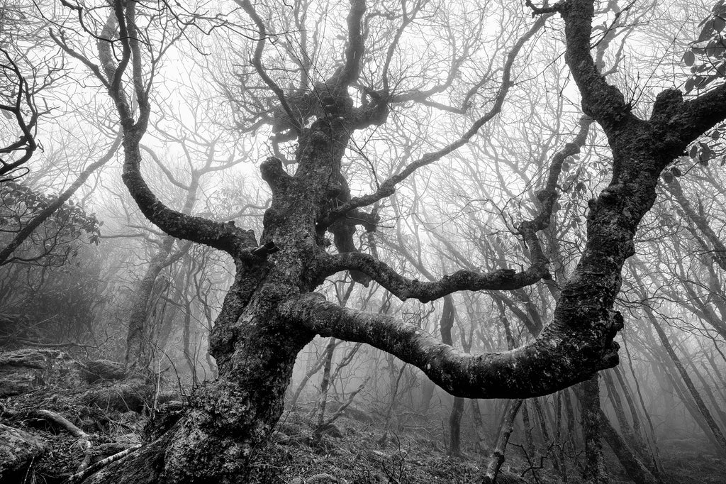 Black and white photograph of an old gnarly tree on a hillside in a dense fog.