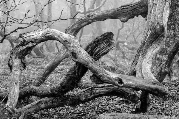Black and white photograph of a fallen branches tangled with tree roots on a foggy mountainside.