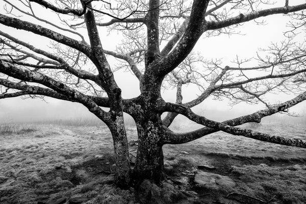 Black and white landscape photograph of a black barren tree stark against the white of the foggy sky.