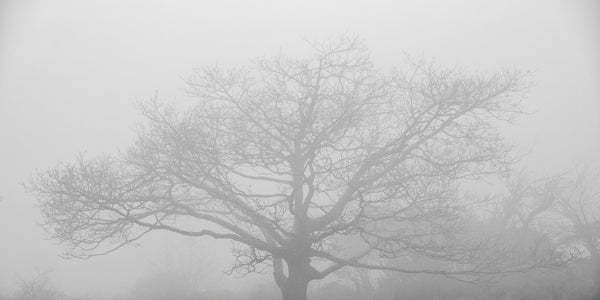 Black and white minimalist landscape photograph of a tree veiled by dense morning fog.
