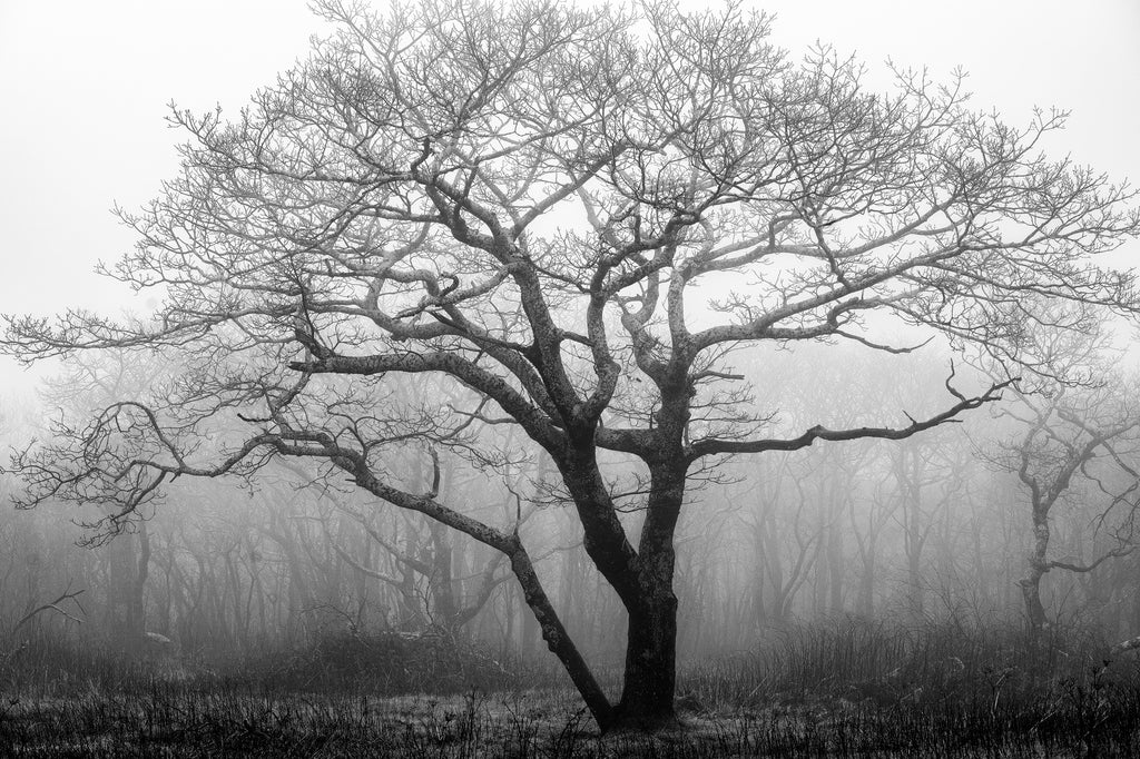 Tree in Mountain Fog: Black and White Landscape Photograph (KD000432)