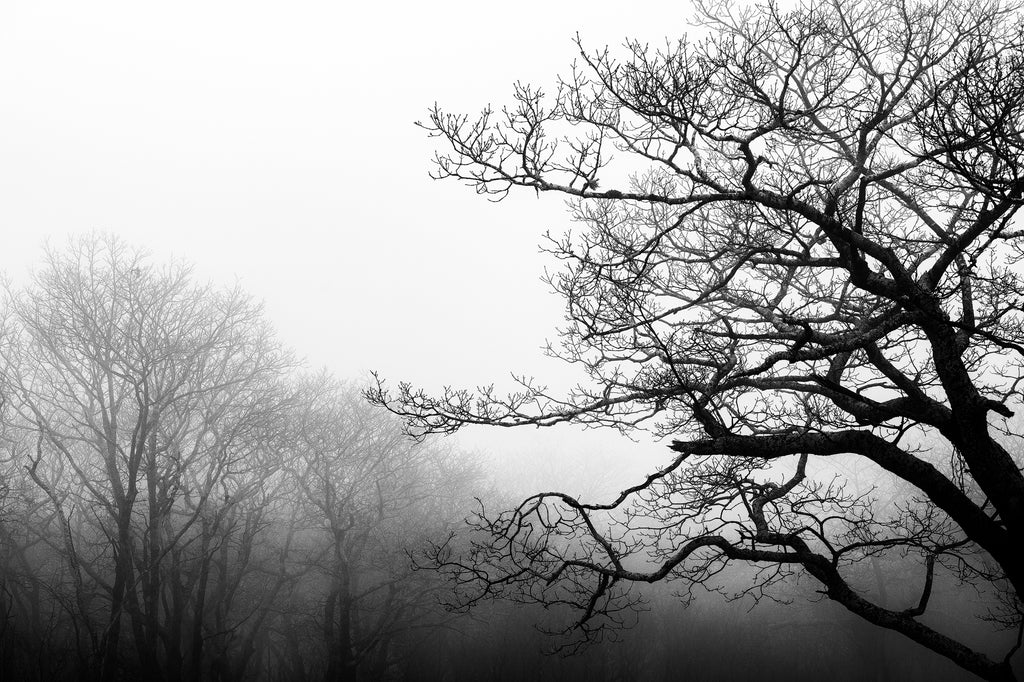 Black and white landscape photograph of black winter trees in mountain fog