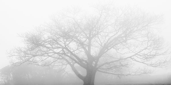 Black and white landscape photograph of a beautifully barren outstretched tree veiled in dense mountain fog.
