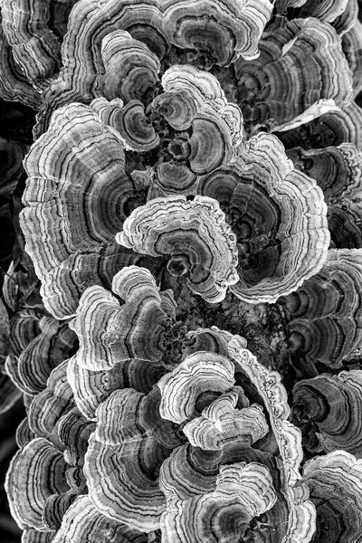 Black and white macro photograph of beautifully abstract patterns in fungus growing on a fallen log in the forest.