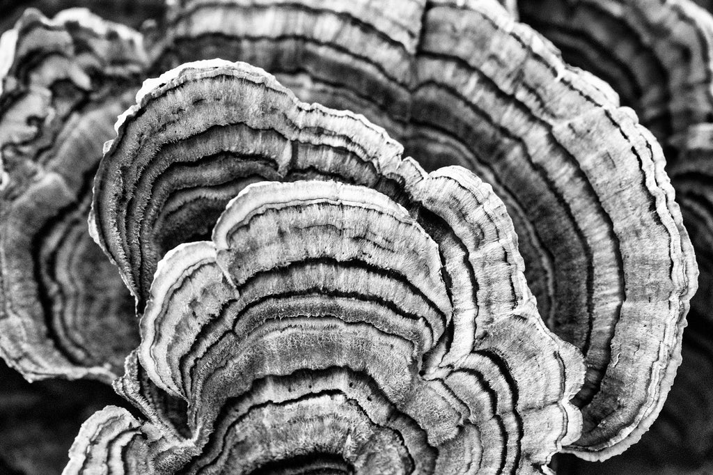 Black and white macro photograph of beautifully abstract patterns in fungus ears growing on a fallen tree in the forest.