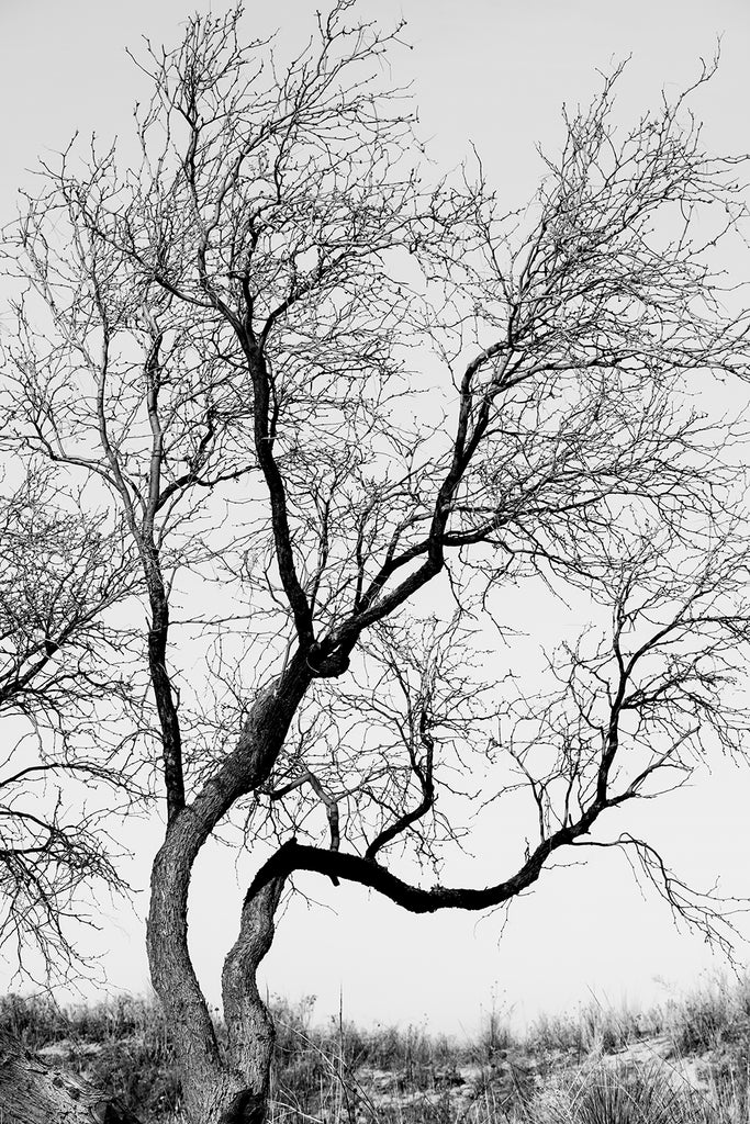 Black and white landscape photograph of a thorny mesquite tree standing in the desert of West Texas.