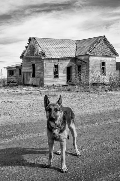 Black and white photograph of a curious German Shepherd roaming the streets near an abandoned old farmhouse.