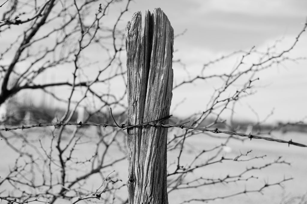 Black and white landscape photograph featuring a rugged old fence post framed by the thorny branches of a mesquite tree