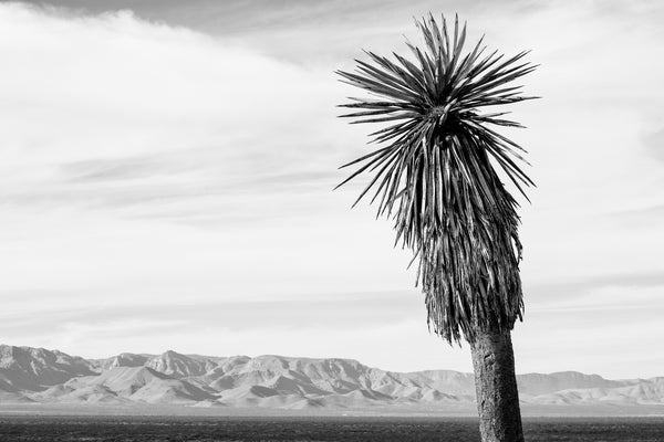Black and white landscape photograph featuring a wide vista of the high desert and mountains of West Texas with a beautiful tall yucca in the foreground.