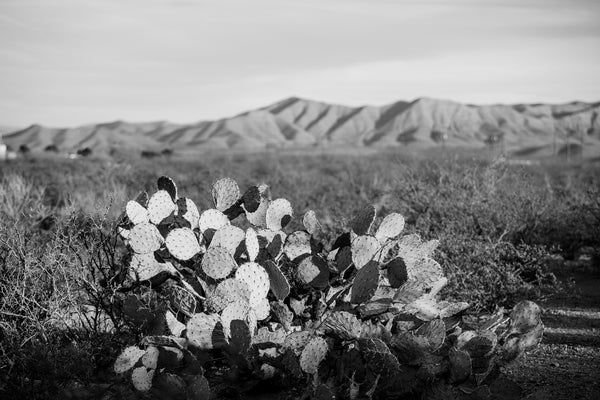 Black and white photograph of a western desert landscape at sunset featuring a cactus and distant mountains.