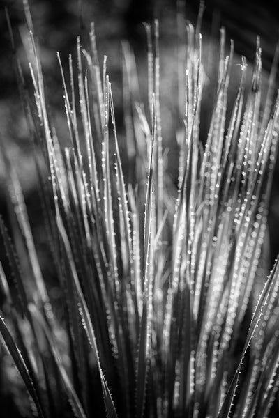 Black and white photograph of morning sunlight catching the spines and needles of a desert succulent plant.