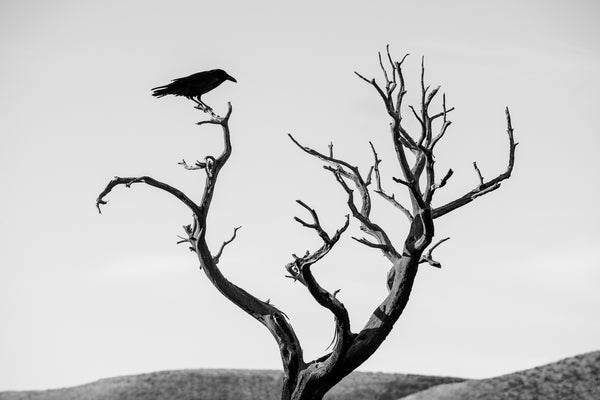 Black and White photograph of a blackbird perched on the branch of a dead tree, silhouetted against the bright desert sky.